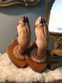 Image 2 of 1950’s Vintage Pair Taxidermy Deer Hoof Wall Mounts