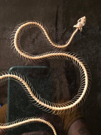 Image 3 of Articulated Snake Skeleton in Framed Shadowbox