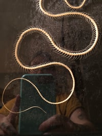 Image 4 of Articulated Snake Skeleton in Framed Shadowbox