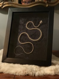 Image 1 of Articulated Snake Skeleton in Framed Shadowbox