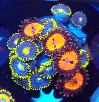 Mixed Zoas #8