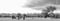 Image of FAKAHATCHEE STRAND PRAIRIE, FL, Black & White, 2024