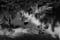 Image of PALM DOWN, CYPRESS SWAMP FL, Black & White, 2024