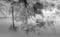Image of TEN THOUSAND ISLANDS MARSH TRAIL REFLECTIONS FL, Black & White, 2024