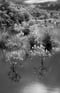 Image of TEN THOUSAND ISLANDS TRAIL (#3), Black & White, 2024