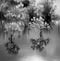 Image of TEN THOUSAND ISLANDS TRAIL FL (#4), Black & White, 2024