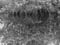 Image of TEN THOUSAND ISLANDS ROOTS FL, Black & White, 2024