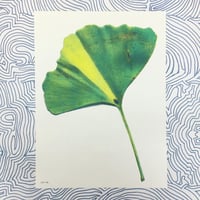 Image 1 of Ginkgo Leaf