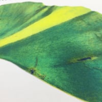 Image 2 of Ginkgo Leaf