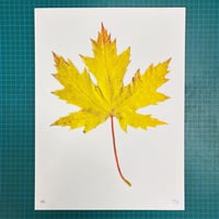 Image 1 of Maple Leaf