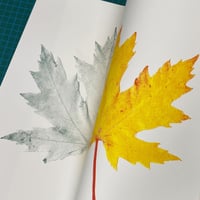 Image 4 of Maple Leaf