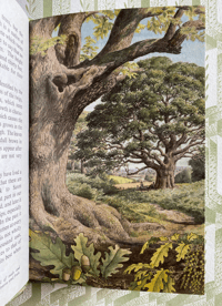 Image 2 of The Ladybird Book of Trees