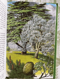 Image 3 of The Ladybird Book of Trees