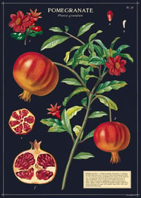 Cavallini & Co. Pomegranate Poster, Archival Paper, Matte