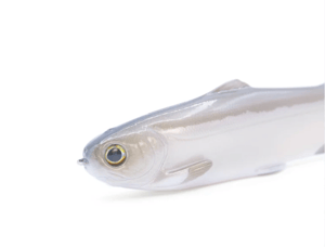 Image of Tyrant 10 (PRIESTESS)