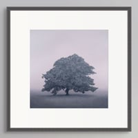 Image 2 of Still Light