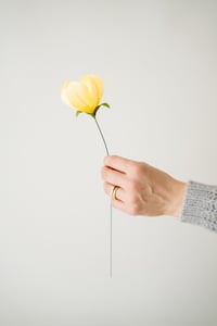 Image 2 of Tulipano