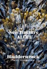 Image of Bladderwrack Tincture 