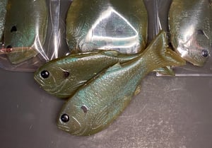 Image of Bob’s Bluegill 2pk (Ghoul Gill)