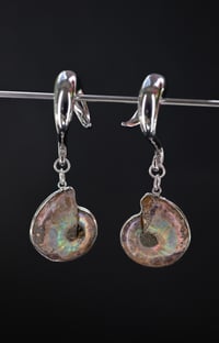 Image 2 of Ammonite Shell Ear Hooks - Ear Hangers/Weights - Stainless Steel for Stretched Ears