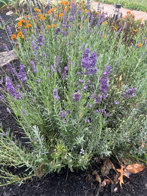 Image of Lavender 