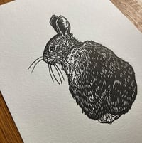 Image 2 of Bunny