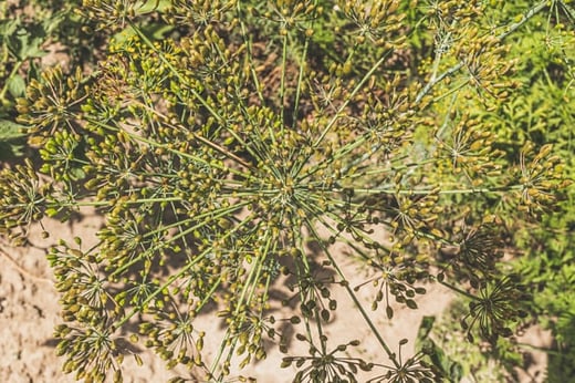 Wild Dill Olive Oil