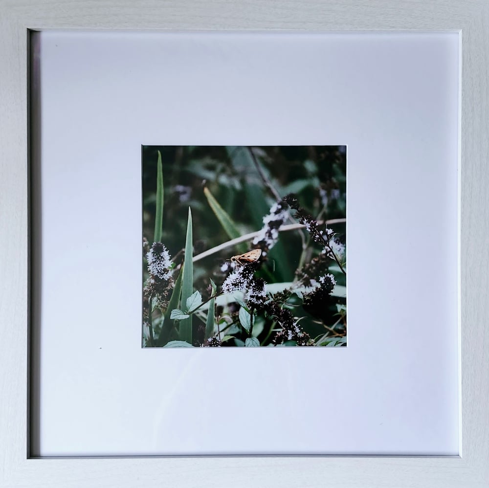 Image of moth framed