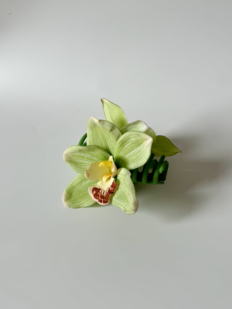 Image of single green cymbidium orchid claw