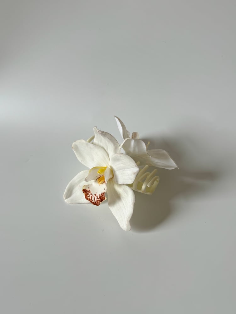 Image of single white cymbidium orchid claw