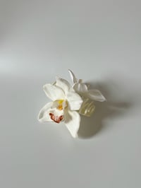 Image 1 of single white cymbidium orchid claw