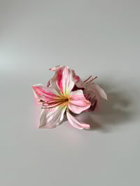 Image 1 of single amaryllis claw 