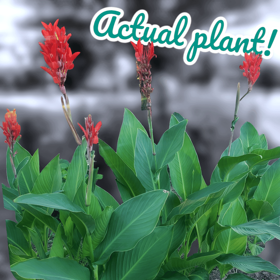 Image of Canna Lily (Potted) 