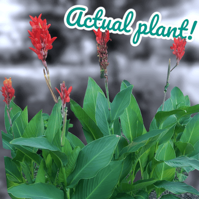 Image of Canna Lily (Potted) 
