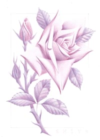 RICHARD SMITH: Penciled rose