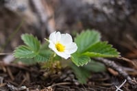 Image 1 of Wild Strawberry : Fragaria virginiana