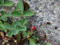 Image 2 of Wild Strawberry : Fragaria virginiana