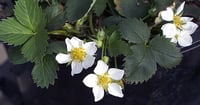 Image 3 of Wild Strawberry : Fragaria virginiana