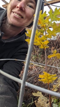 Image 4 of White Oak : Quercus garryana