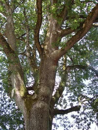 Image 2 of White Oak : Quercus garryana
