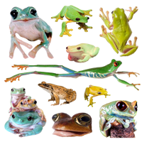 Image 2 of Silly Frogs