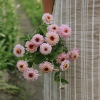 Image 1 of Graines de zinnias