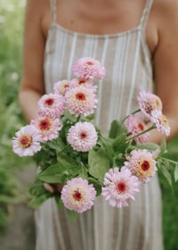 Image 2 of Graines de zinnias