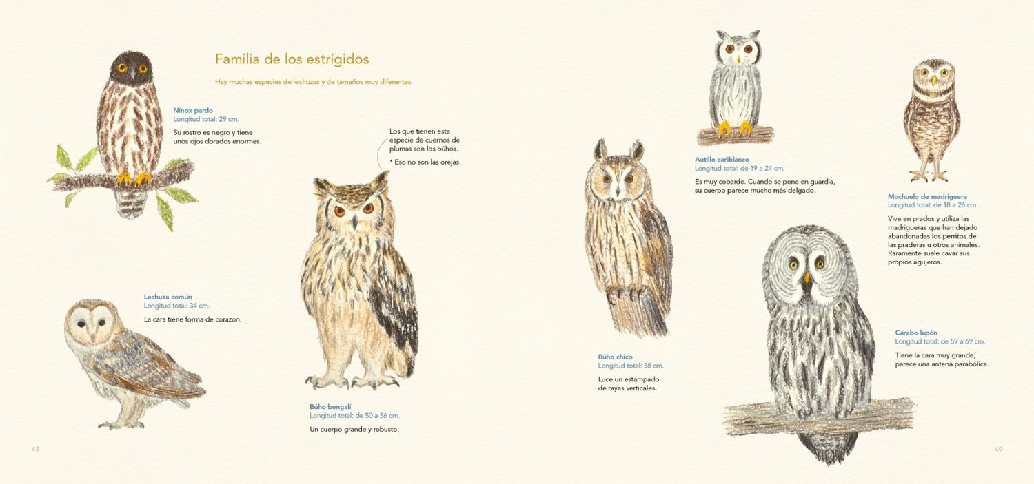 Image of Dibuja todo tipo de aves con lápices de colores Un libro de Ai Akikusa