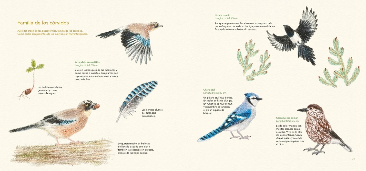 Image of Dibuja todo tipo de aves con lápices de colores Un libro de Ai Akikusa