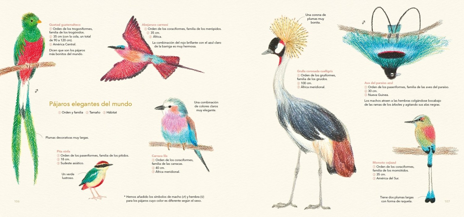 Image of Dibuja todo tipo de aves con lápices de colores Un libro de Ai Akikusa