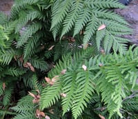 Image 2 of Giant Chain Fern : Woodwardia fimbriata