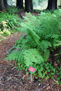 Image 3 of Giant Chain Fern : Woodwardia fimbriata