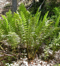 Image 1 of Giant Chain Fern : Woodwardia fimbriata