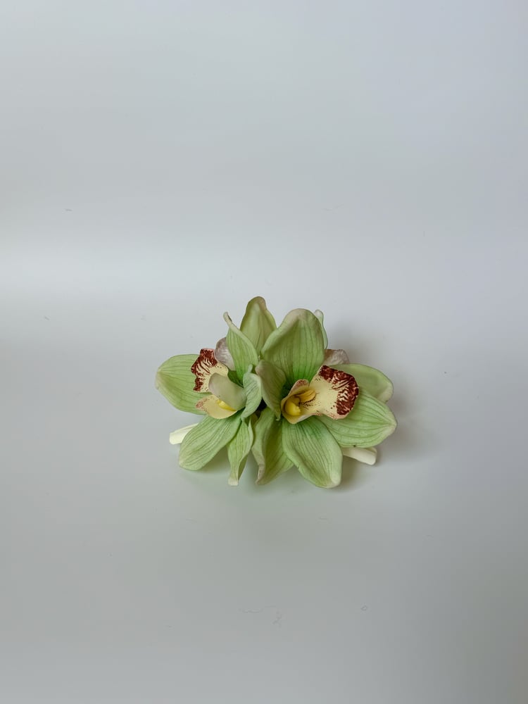 Image of xl cymbidium green orchid claw